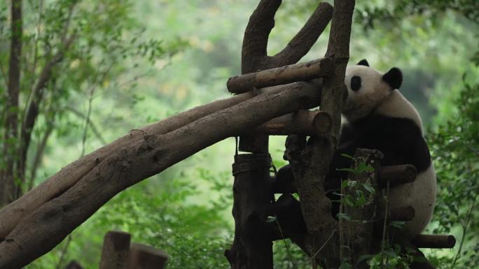 熊猫日常活动 吃竹子玩耍小憩