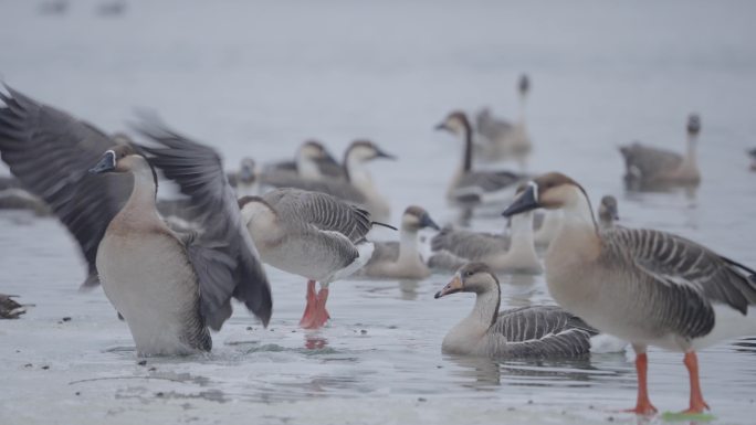 冬季冰河上野生的大雁在嬉戏飞翔觅食