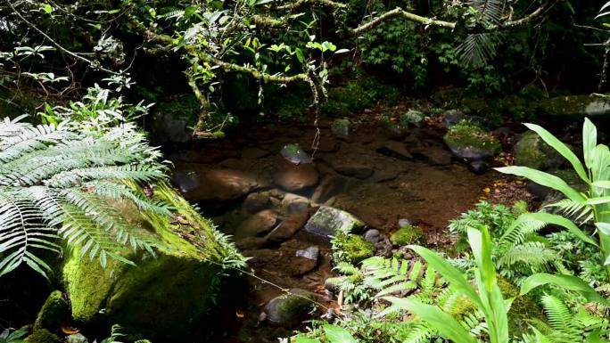 台湾新北市蚌山坑历史步道，河角的可爱景象，河上布满苔藓的美丽岩石，隐藏在森林中，阳光在树叶间闪耀。