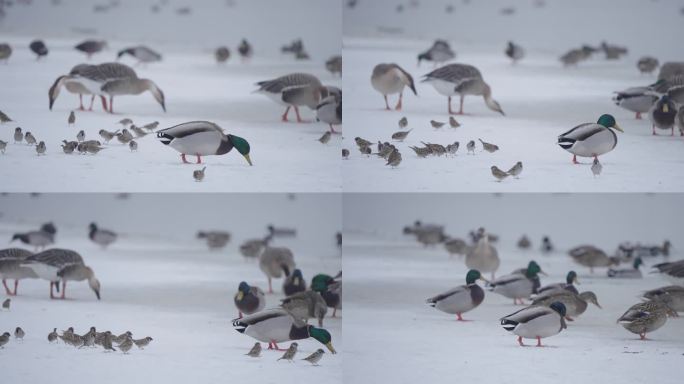 冬季冰河上野生的绿头鸭麻雀在嬉戏飞翔觅食