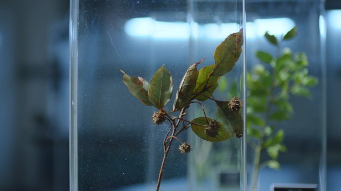 昆虫 矿石 岩石 矿物 植物实验室 标本