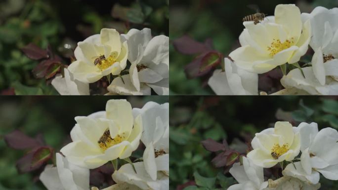 蜜蜂在白色月季花上采蜜授粉