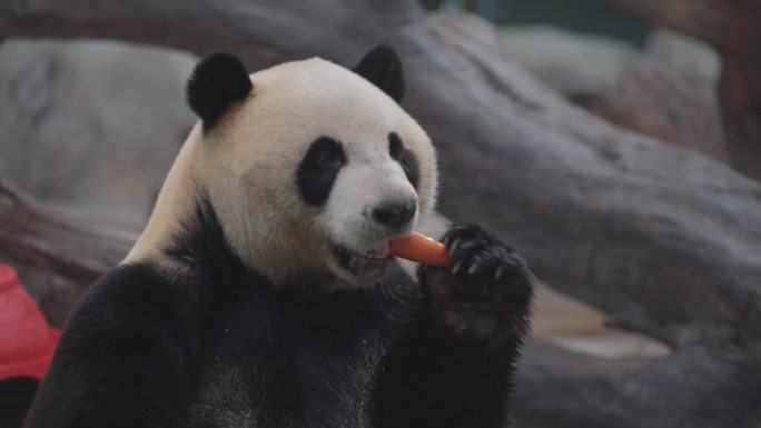 广州长隆 熊猫进食 国宝