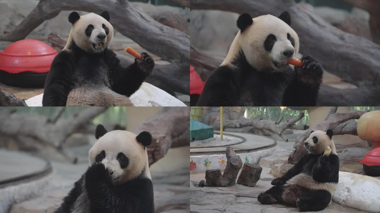 广州长隆 熊猫进食 国宝