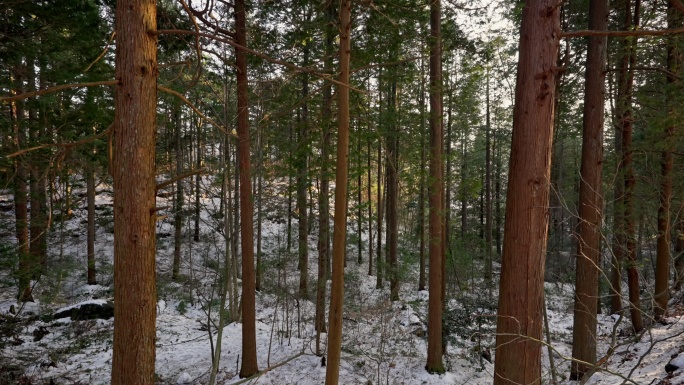 【正版素材】雪中的松树林森林9034