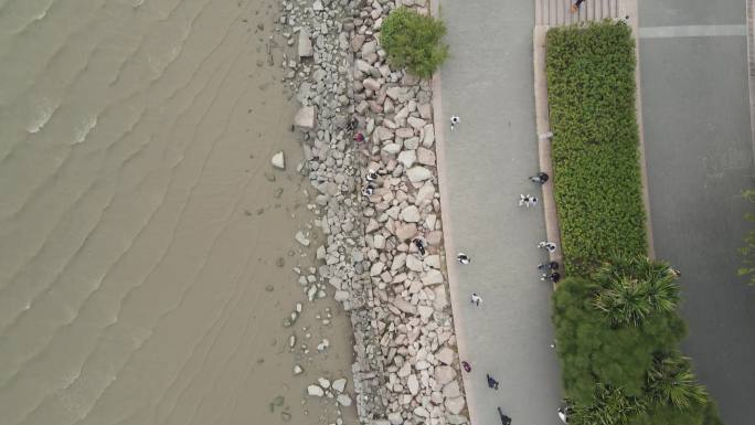 航拍深圳湾观赏海鸥的游客