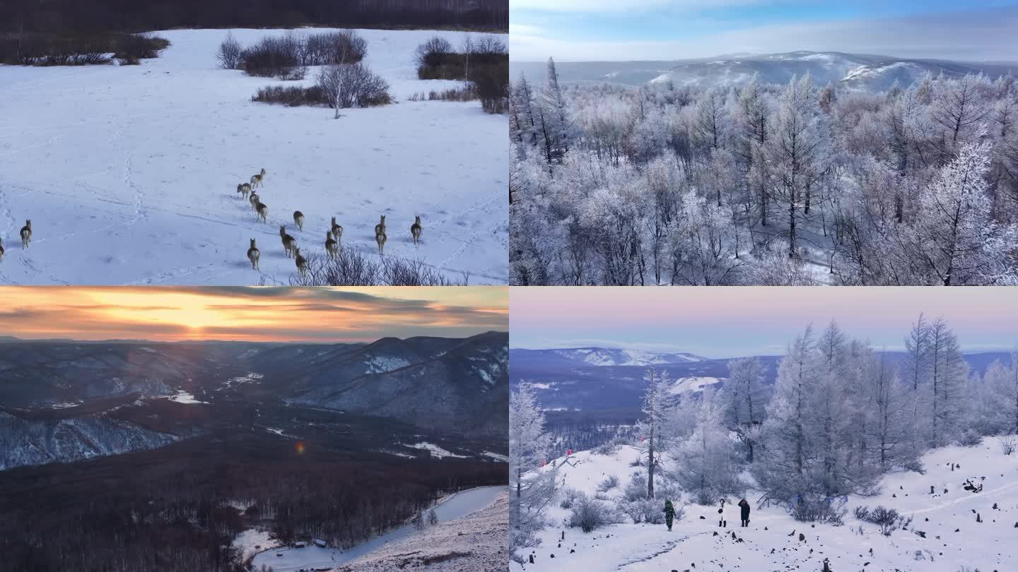 航拍冬季森林雾凇雪景动物