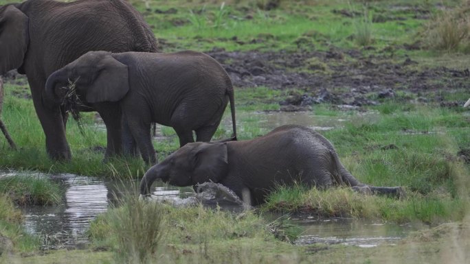 在马赛马拉，小象或小象在泥泞的水中嬉戏