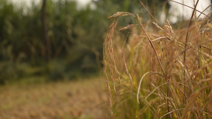 印度大米的4k镜头。稻田，植物，Oryza sativa，俗称亚洲水稻，是最常被称为水稻的植物物种。