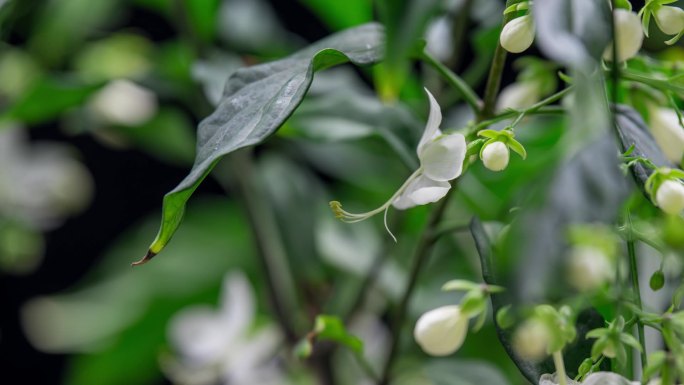 垂丝茉莉开花延时视频