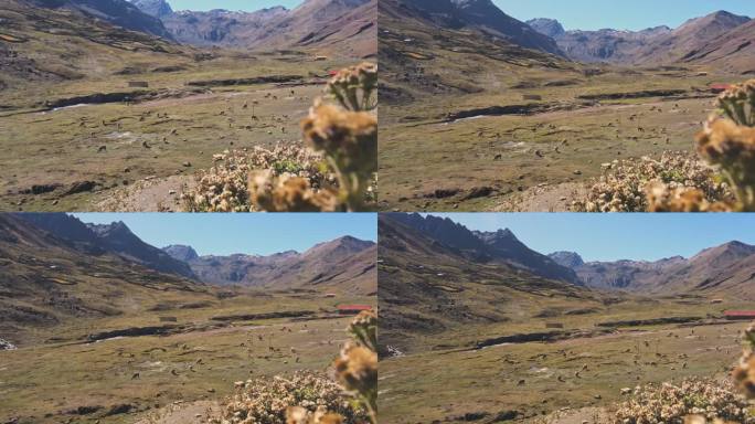秘鲁村庄和羊驼在安第斯山脉，秘鲁，南美