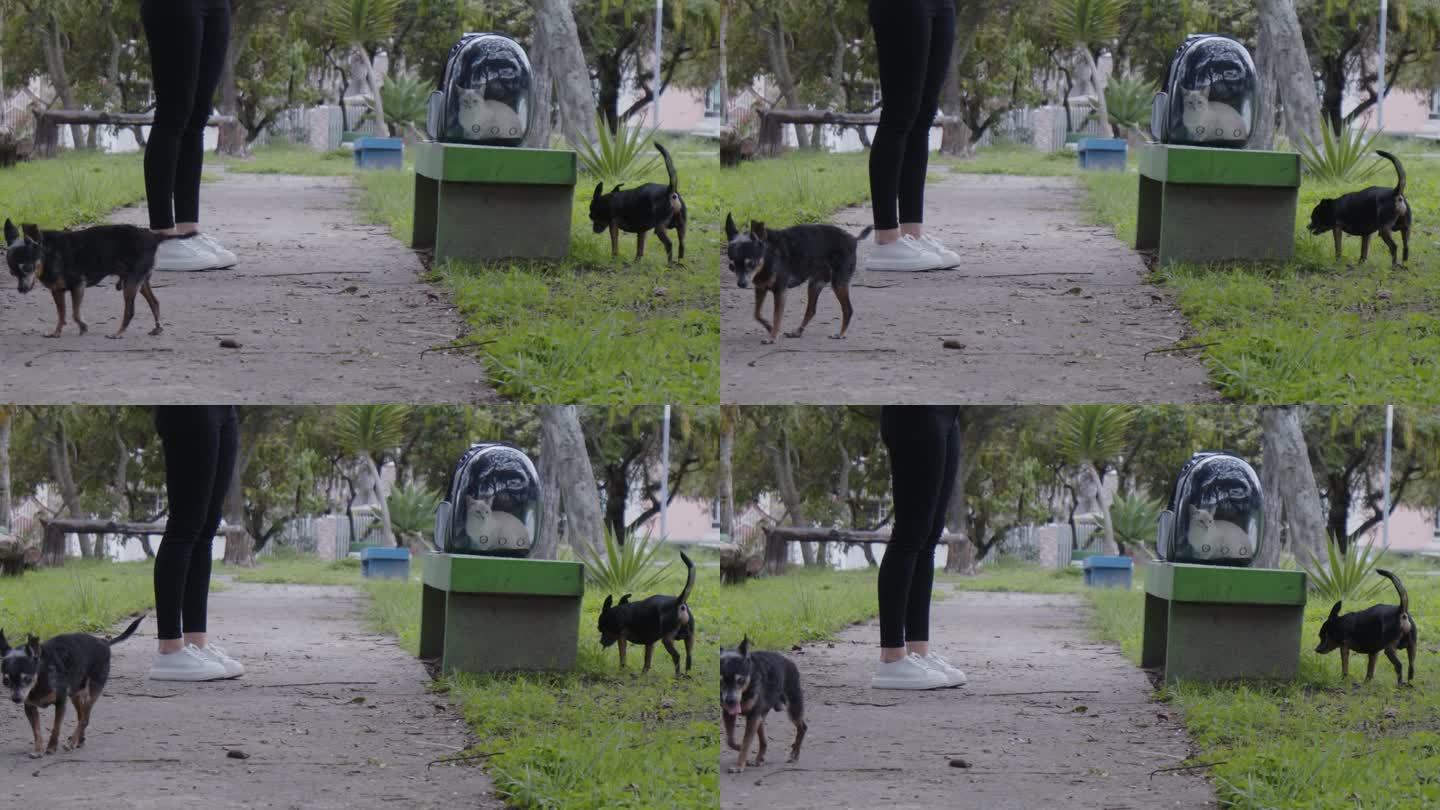 宠物伙伴郊游:女孩带着猫和两只小狗冒险去公园