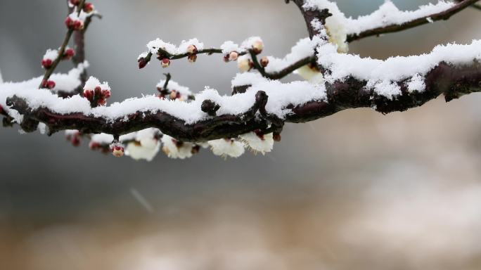 重庆南川：梅雪争春暗香来