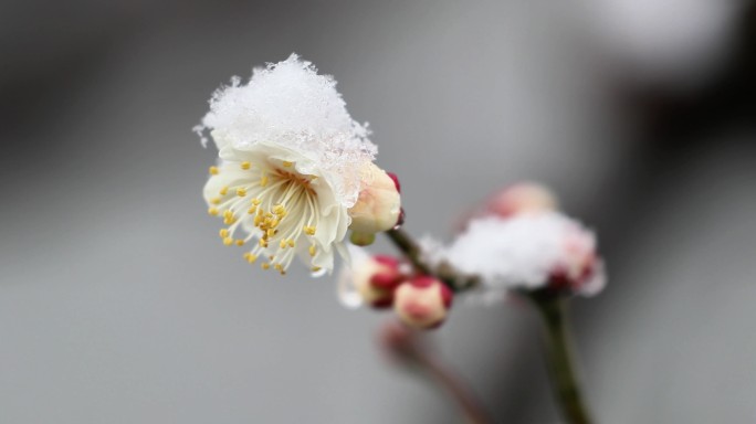 重庆南川：梅雪争春暗香来