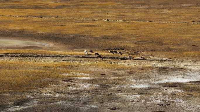 可可西里藏羚羊