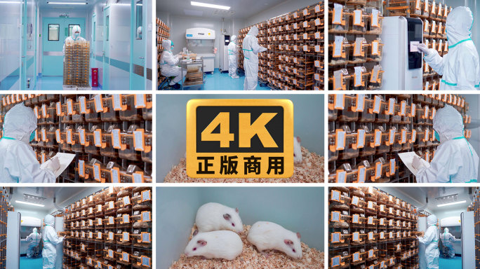 小鼠大鼠白鼠兔子动物实验室科研