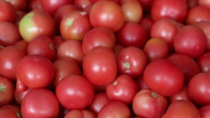 番茄 西红柿 成堆 分拣 装箱