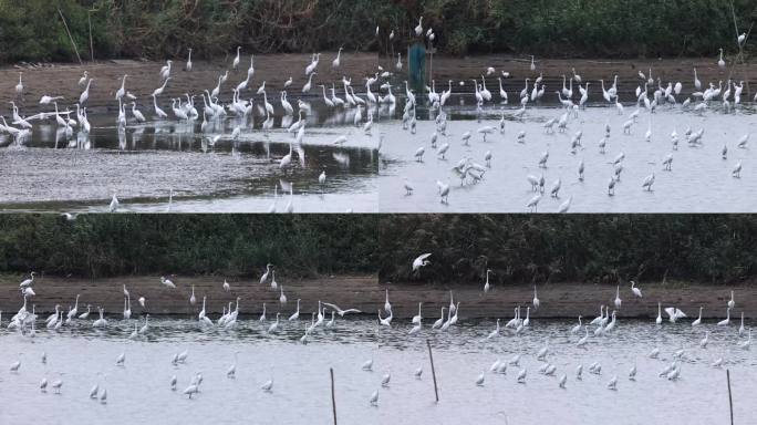 池塘、湿地里的大群白鹭