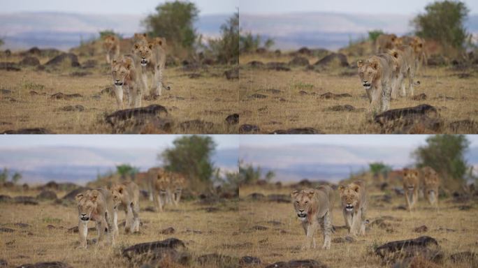 在非洲国家保护区的草原上散步的母狮