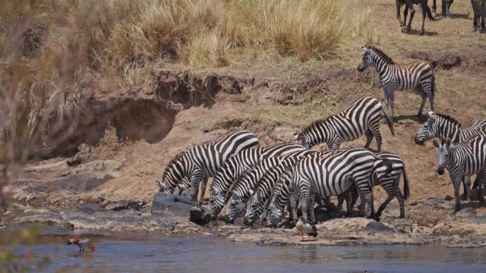 斑马在穿越马拉河进行大迁徙之前，正在饮用马拉河的水
