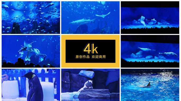 4k海洋馆海洋公园海豚白鲸美人鱼表演企鹅