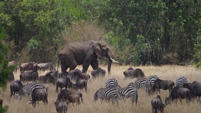 非洲大迁徙期间，非洲大草原上的各种动物