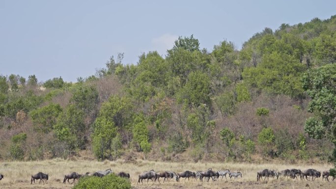 斑马和角马正聚集在一起渡过马拉河进行大迁徙