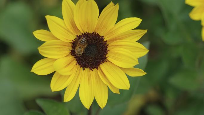 单只蜜蜂在黄色糙叶向日葵花朵上采蜜授粉