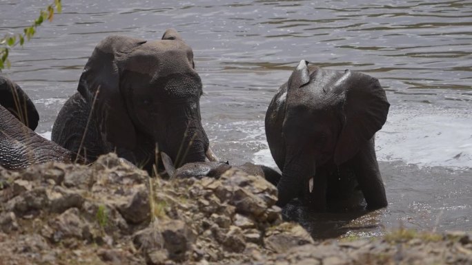 一群非洲象在马赛马拉的一个水坑里
