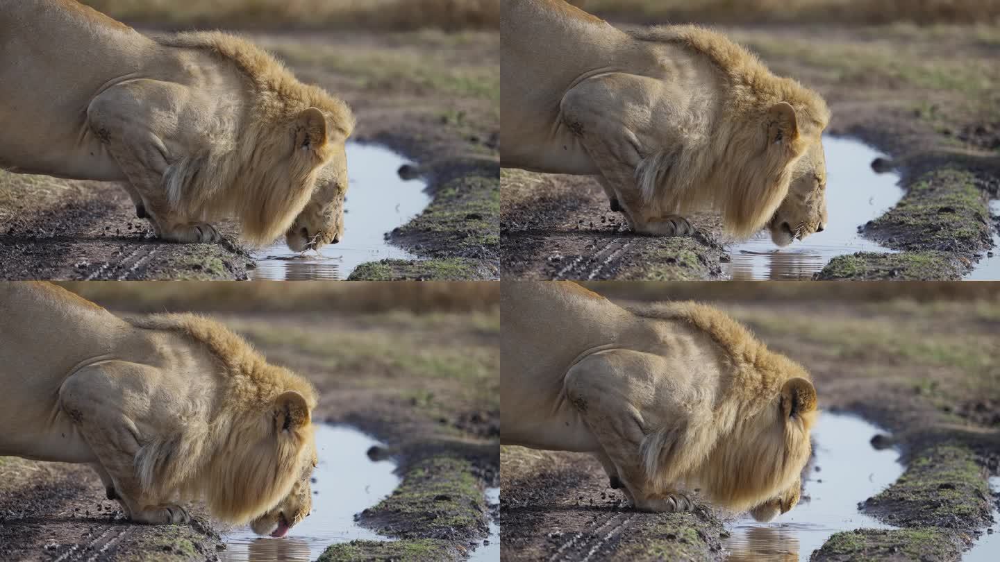 雄狮从水池里喝水马赛马拉繁殖