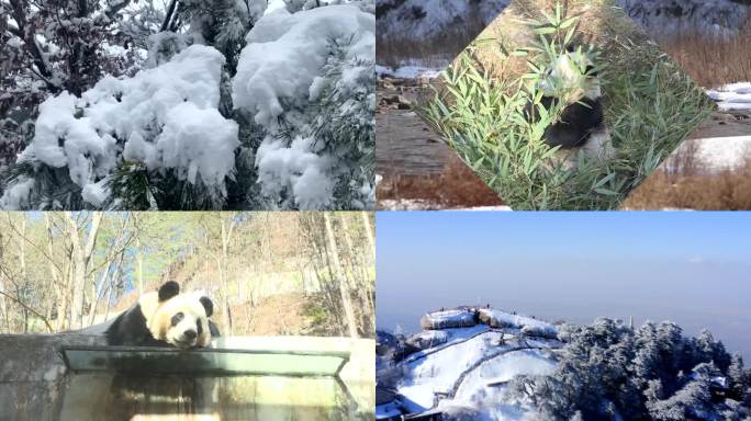 雪后华山和牛背梁 大熊猫吃竹子
