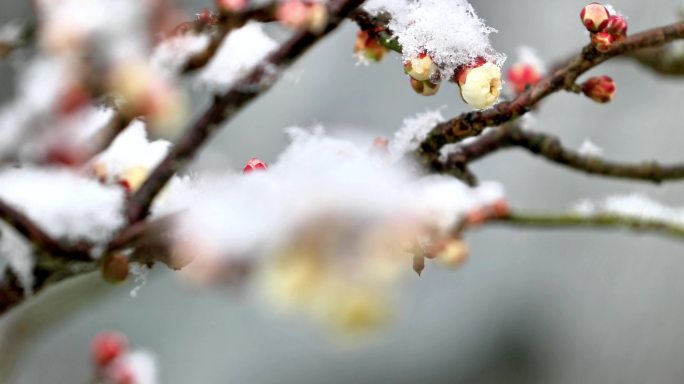 重庆南川：梅雪争春暗香来