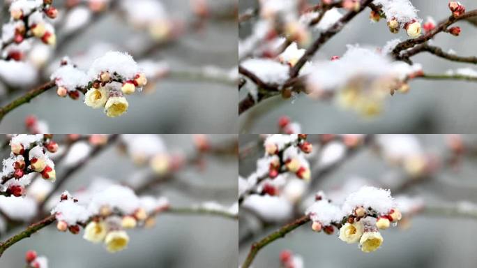 重庆南川：梅雪争春暗香来