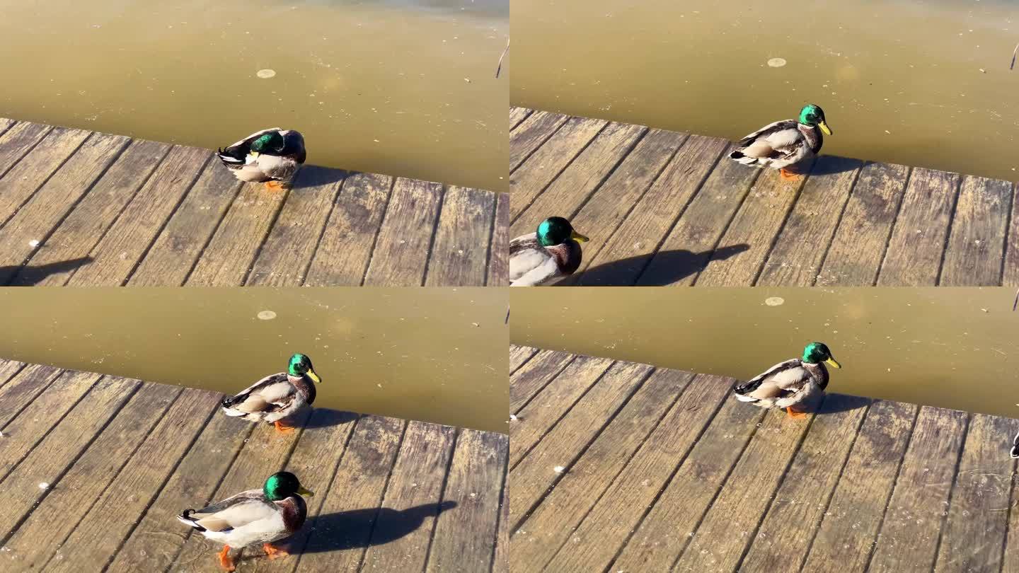 木码头上的鸭子
