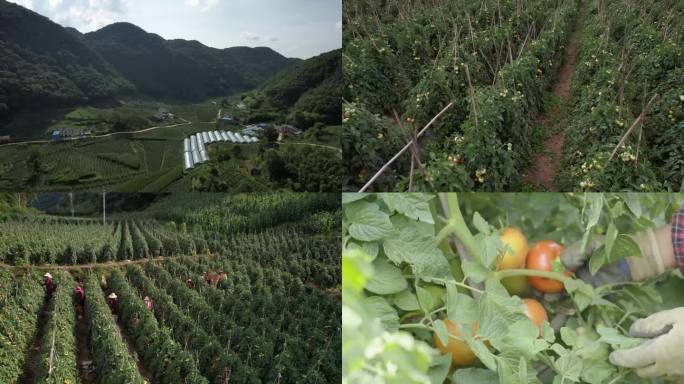 高山蔬菜