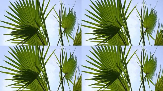 热带椰树棕榈叶随风摇曳，伴着阳光，夏日背景，慢动作。椰子树下，阳光明媚，透过树枝摇曳，风明媚。