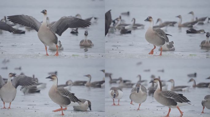 冬季冰河上野生的大雁和野鸭在嬉戏飞翔觅食