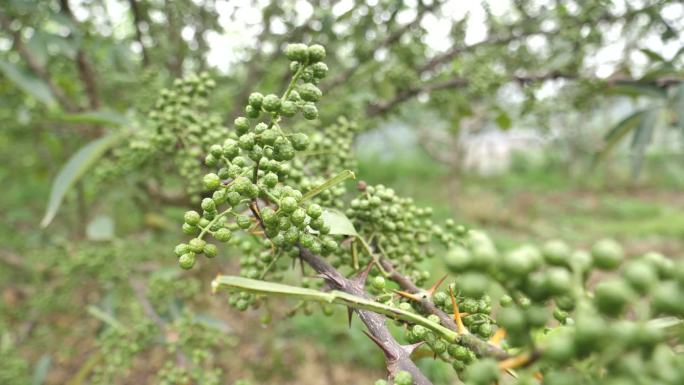 青花椒红花椒种植基地02