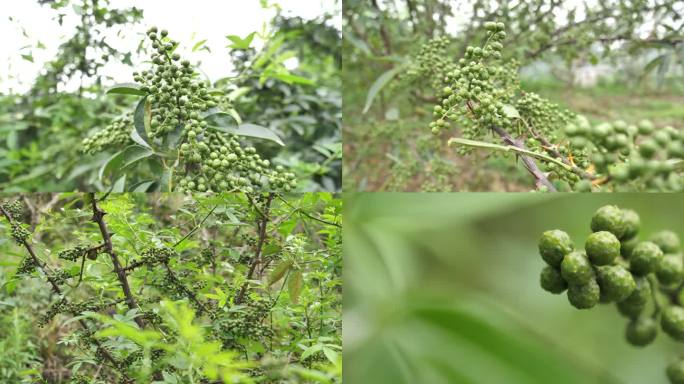 青花椒红花椒种植基地02