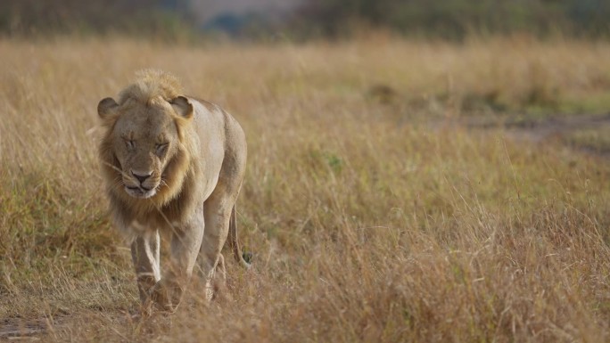 一对正在交配的狮子，一只狮子和一只母狮子在马赛马拉的草原上交配