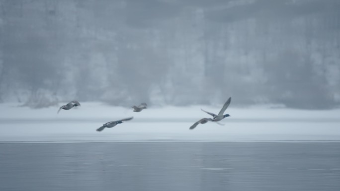 冬季冰河上野生的绿头鸭在嬉戏飞翔觅食
