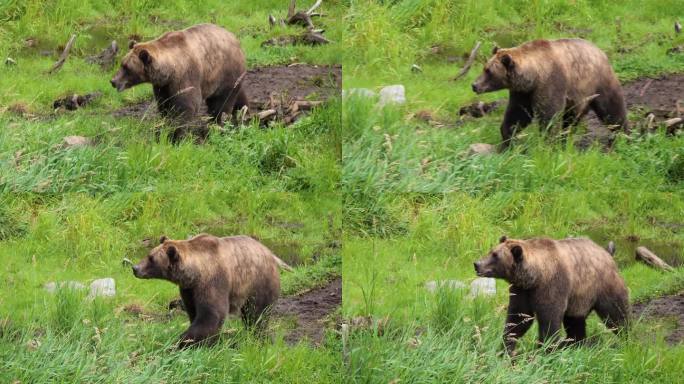 大母棕熊穿过高高的草丛。阿拉斯加