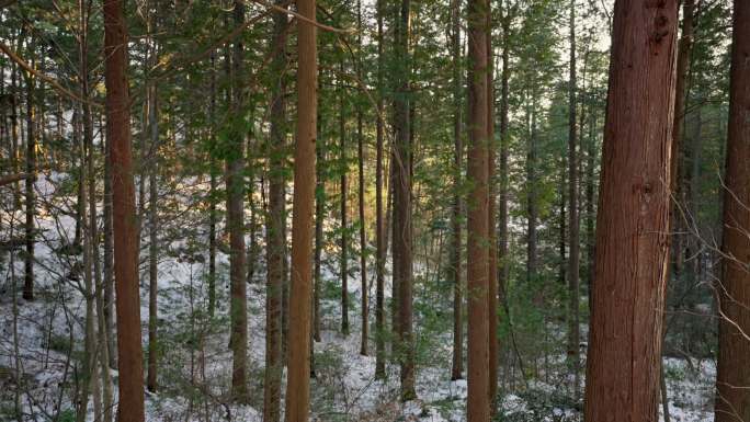 【正版素材】雪中的松树林森林9035