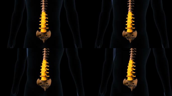 人体脊柱解剖学。三维演示