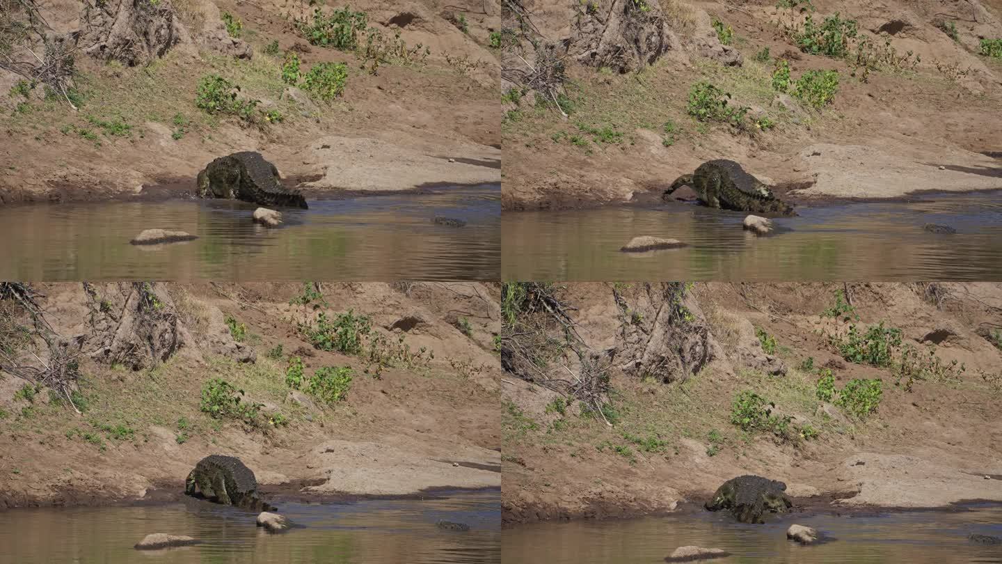 一只尼罗河鳄鱼在马拉河岸边休息，等待大迁徙