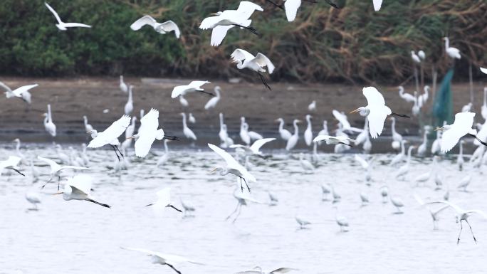 池塘、湿地里的大群白鹭