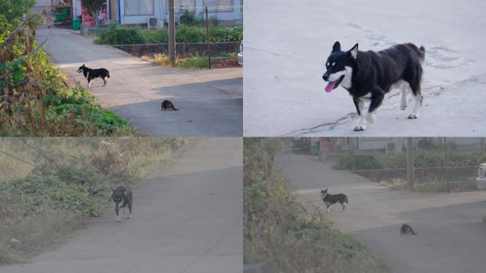 乡村道路猫和狗