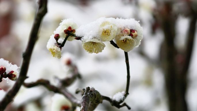 重庆南川：梅雪争春暗香来