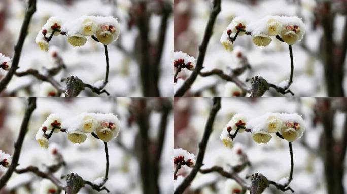 重庆南川：梅雪争春暗香来