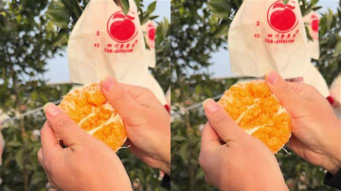 四川蒲江春见耙耙柑橘子